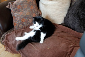 Joe reclining on the sofa - a change from his usual position next to the food bowl