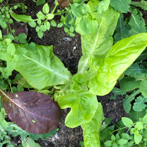 single lettuce